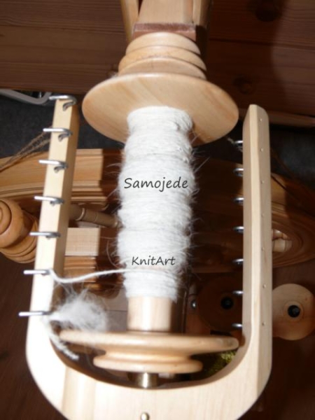 Edelfaser Samojede, Hund - weiss